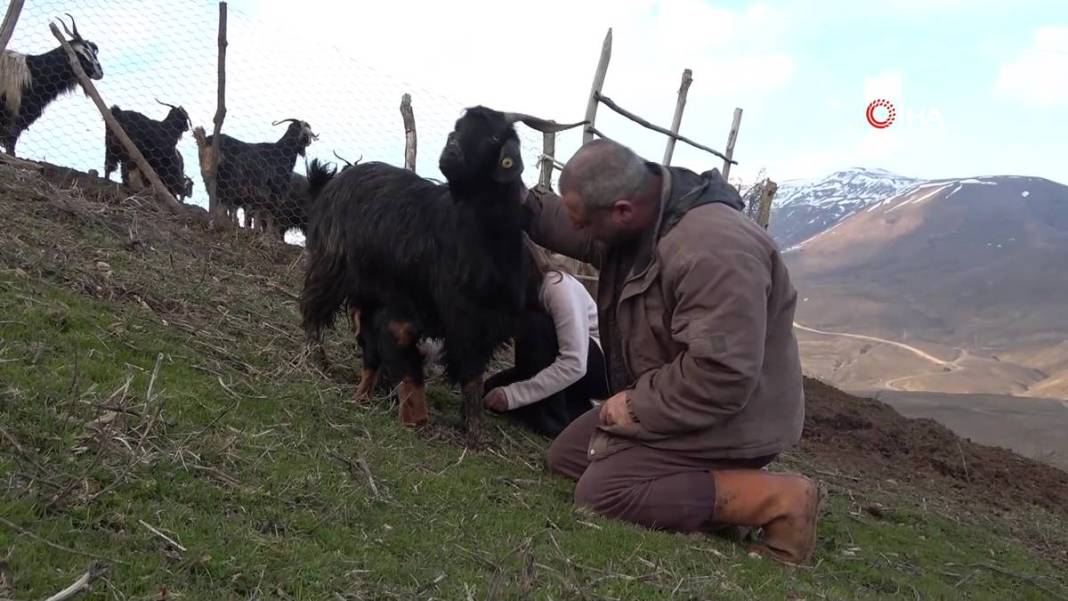 Görenler gözlerine inanamıyor: Tam 3 adet...! Görmek için civar köylerden geliyorlar 19